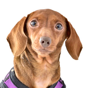 ミニチュアダックス