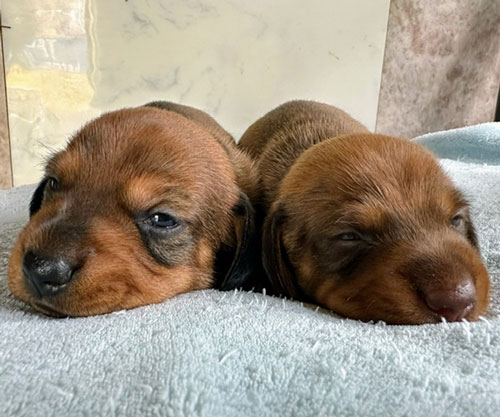 ~j`A_bNX X[X bh ̎q̎q