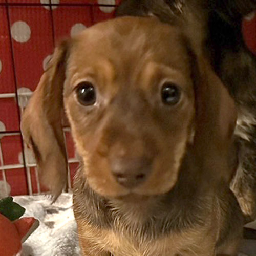 ミニチュアダックス スムース レッド 女の子の子犬