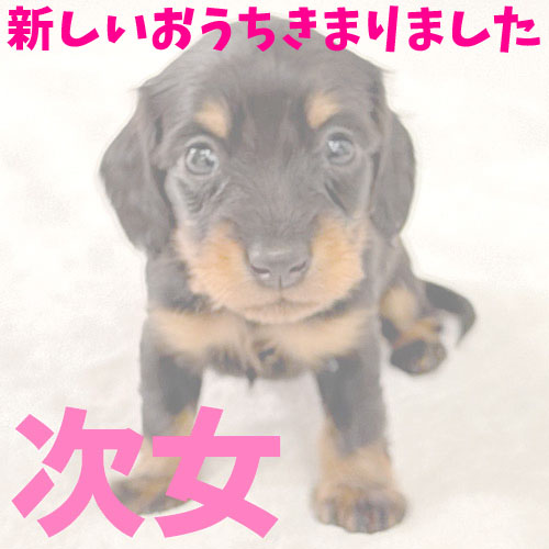 ミニチュアダックス ロング ブラックタンの子犬4