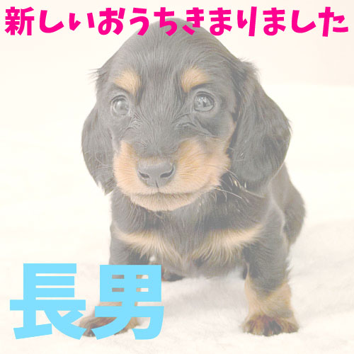 ミニチュアダックス ロング ブラックタンの子犬1