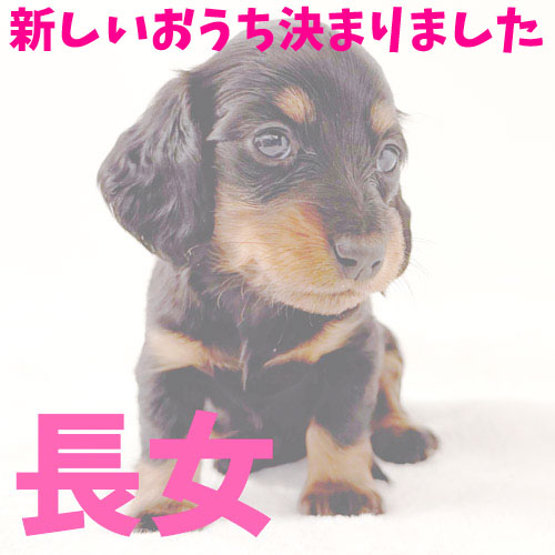 ミニチュアダックス ロング ブラックタンの子犬3