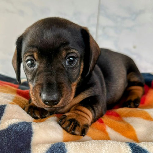 ミニチュアダックス スムース レッド 女の子の子犬