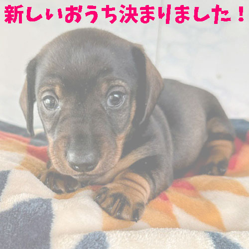 ミニチュアダックス スムース レッド 女の子の子犬