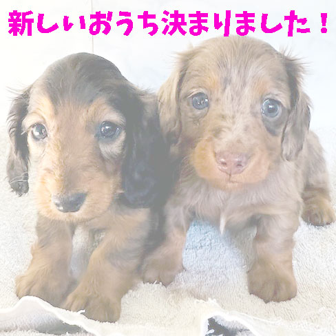 ミニチュアダックス スムース レッド 女の子の子犬