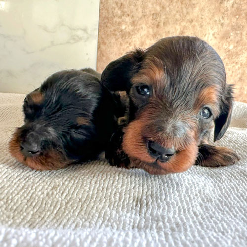 ミニチュアダックス スムース レッド 女の子の子犬