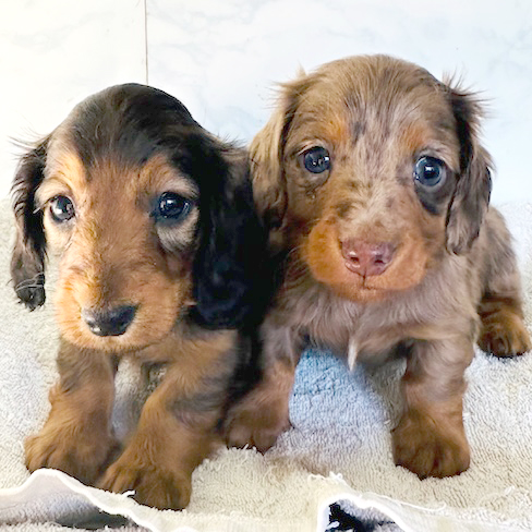 ミニチュアダックス スムース レッド 女の子の子犬