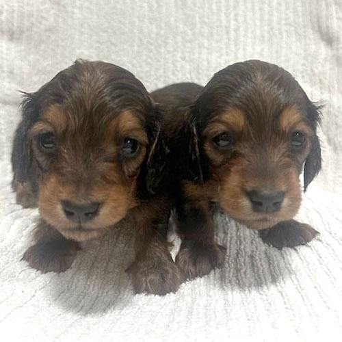 ミニチュアダックス スムース レッド 女の子の子犬