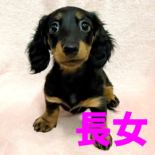 オーダー受付　ダックス　お友達　ご予約ページ　1/15 ミニチュアダックス・トイプードルの子犬情報・ブリーダー直販 | 銀座