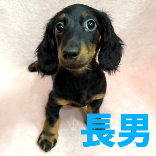 オーダー受付　ダックス　お友達　ご予約ページ　1/15 ミニチュアダックス・トイプードルの子犬情報・ブリーダー直販 | 銀座