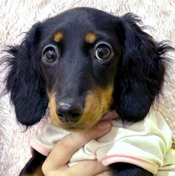 ミニチュアダックス スムース レッド 女の子の子犬