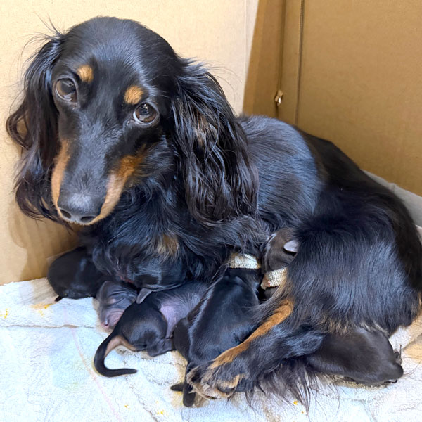 ミニチュアダックス スムース レッド 女の子の子犬