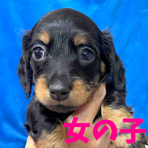 ミニチュアダックス スムース レッド 女の子の子犬