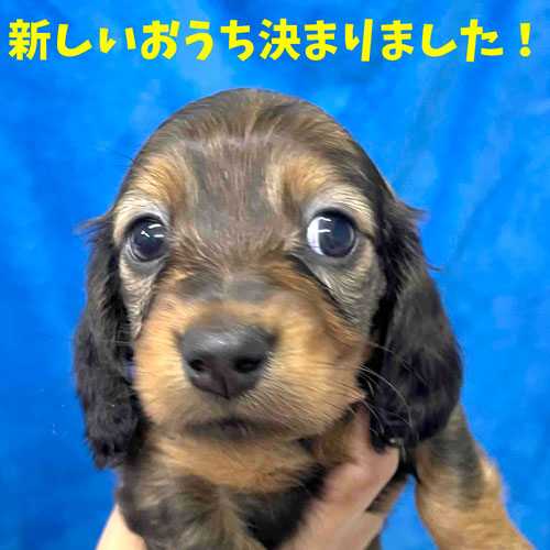 ミニチュアダックス スムース レッド 女の子の子犬
