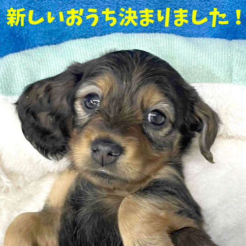 ミニチュアダックス スムース レッド 女の子の子犬