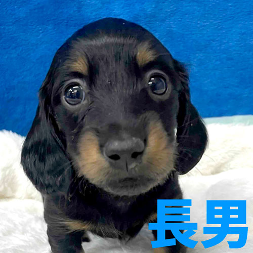 ミニチュアダックス スムース レッド 女の子の子犬