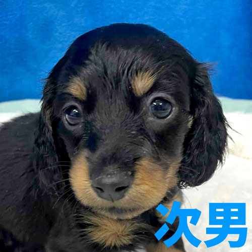 ミニチュアダックス スムース レッド 女の子の子犬