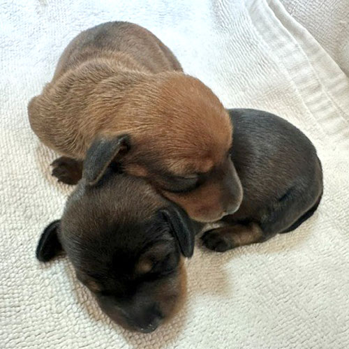ミニチュアダックス・トイプードルの子犬情報・ブリーダー直販 | 銀座