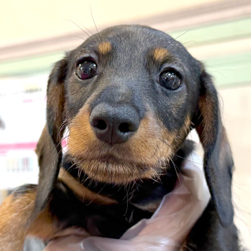 ミニチュアダックス スムース レッド 女の子の子犬