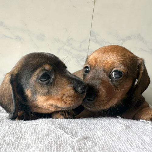 ミニチュアダックス・トイプードルの子犬情報・ブリーダー直販 | 銀座