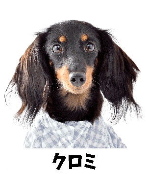 ミニチュアダックス 看板犬リサちゃん