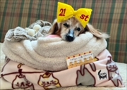 �~�j�`���A�_�b�N�X�@�ʐ^