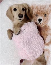 �~�j�`���A�_�b�N�X�@�ʐ^