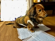 �~�j�`���A�_�b�N�X�@�ʐ^