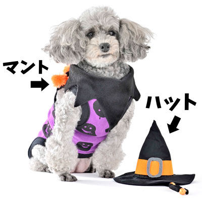 ミニチュアダックスのフード