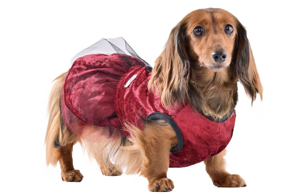 ミニチュアダックスフンドの写真