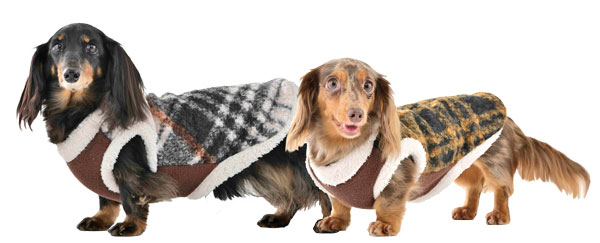 ミニチュアダックスフンドの写真