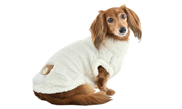 ミニチュアダックスフンドの写真