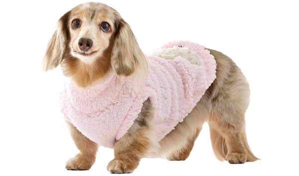 ミニチュアダックスフンドの写真