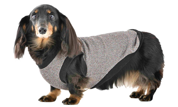 ミニチュアダックスフンドの写真