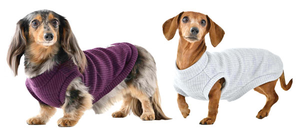 ミニチュアダックスフンドの写真