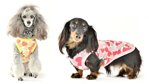 �~�j�`���A�_�b�N�X�t���h�̎ʐ^