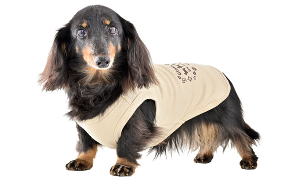 �~�j�`���A�_�b�N�X�t���h�̎ʐ^