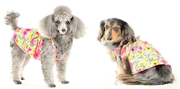 �~�j�`���A�_�b�N�X�t���h�̎ʐ^