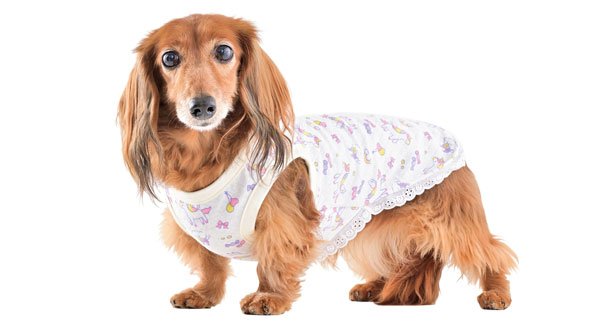 �~�j�`���A�_�b�N�X�t���h�̎ʐ^