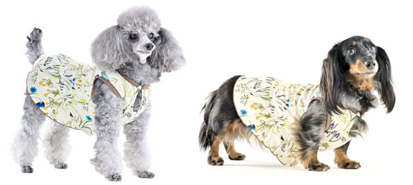 �~�j�`���A�_�b�N�X�t���h�̎ʐ^