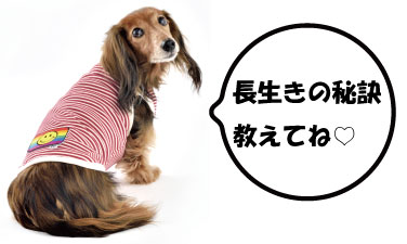 ミニチュアダックスフンド